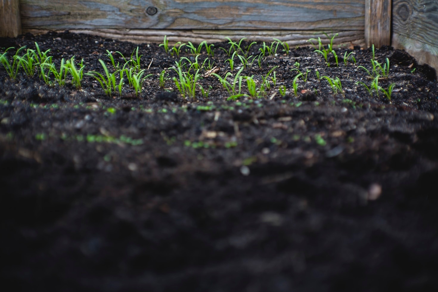 How to Use Herbs for Everyday Wellness