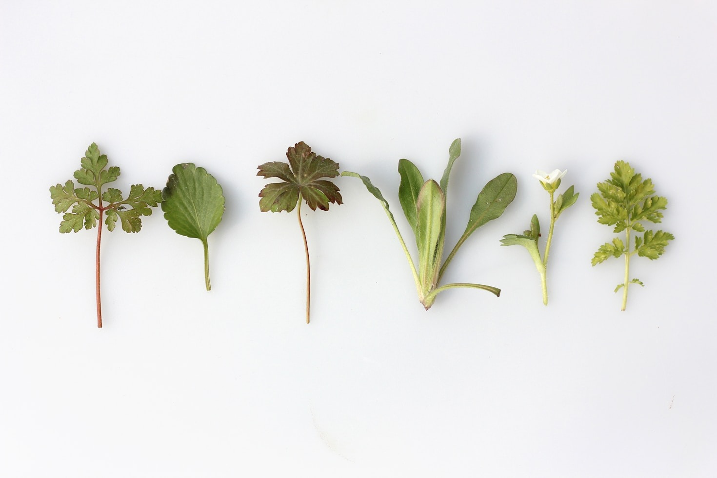 The Benefits of Organic Herbs in Cooking