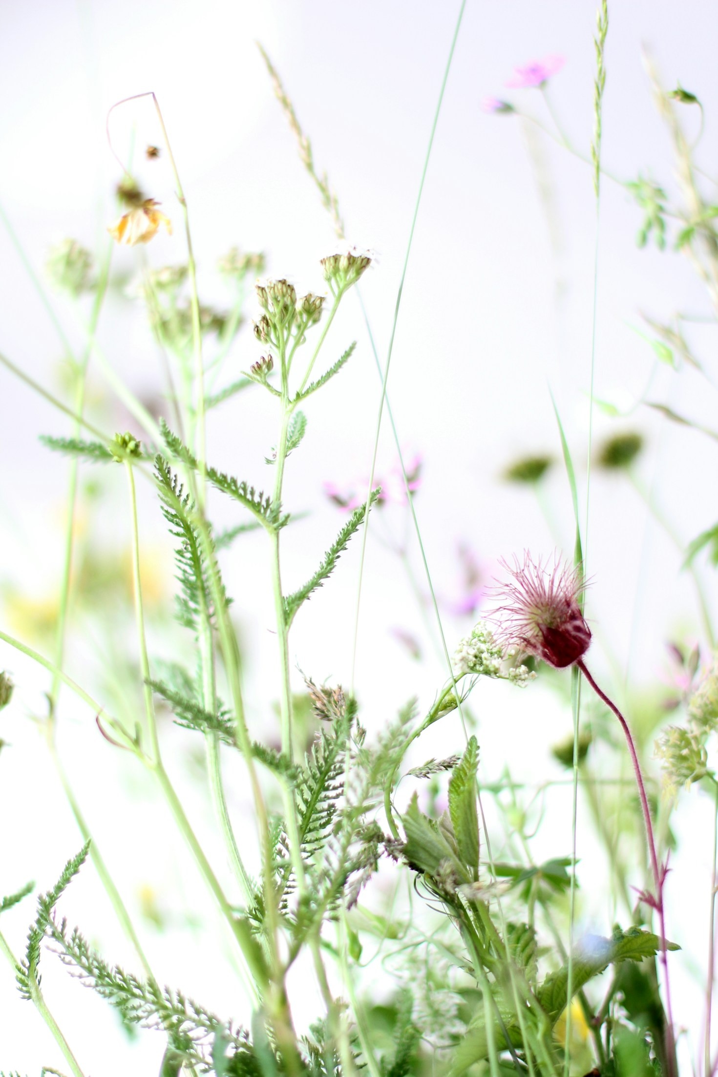 Sustainable Practices for Sourcing Quality Herbs