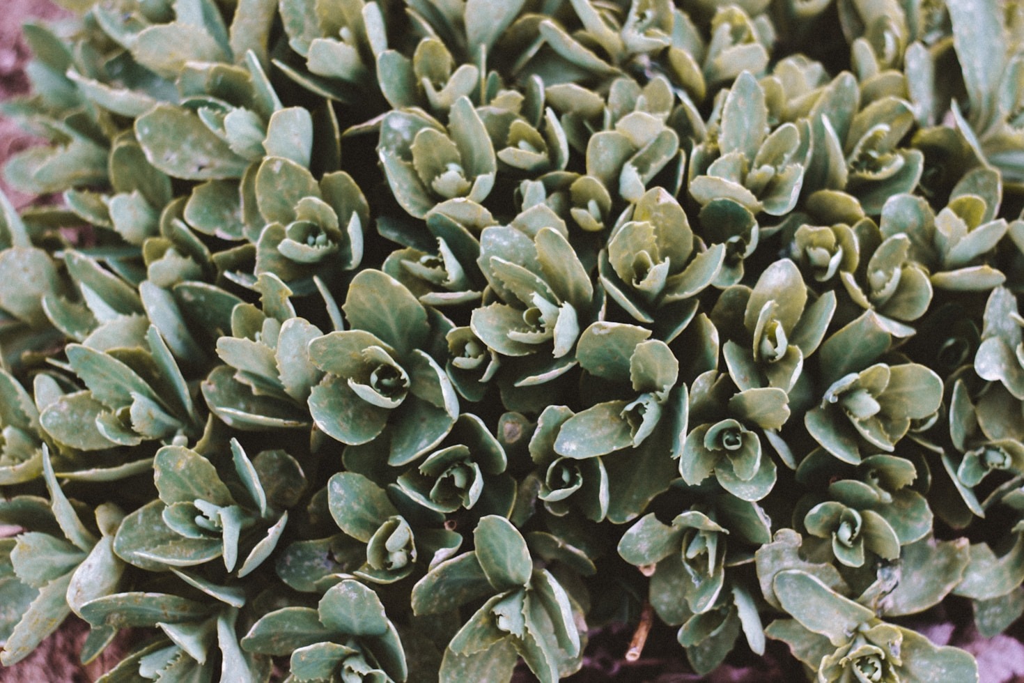 Understanding the Journey of Your Organic Herbs